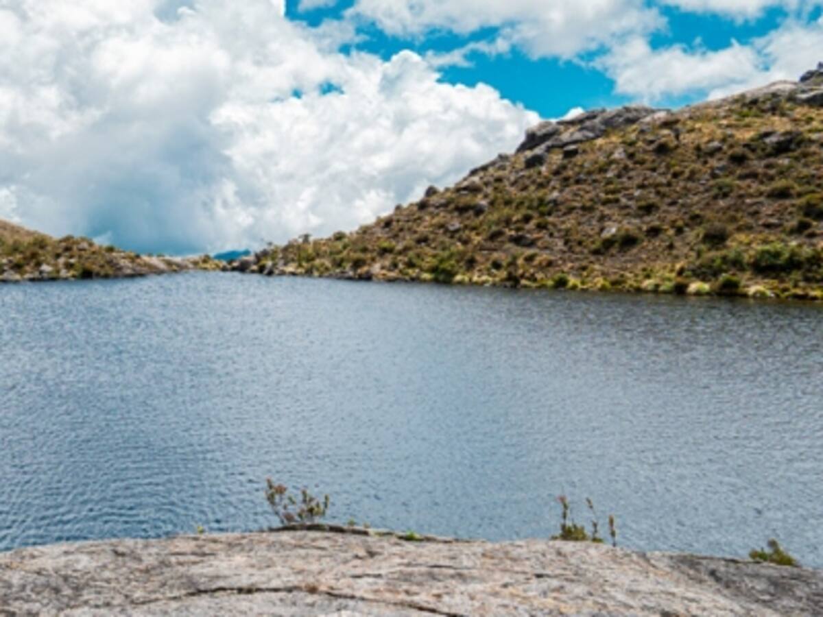 Alcaldía de Bucaramanga sembrará 400 frailejones en Santurbán