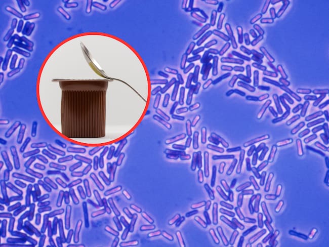 Ilustración de bacterias y de fondo un envace de yogur con una cuchara (Fotos vía Getty Images)