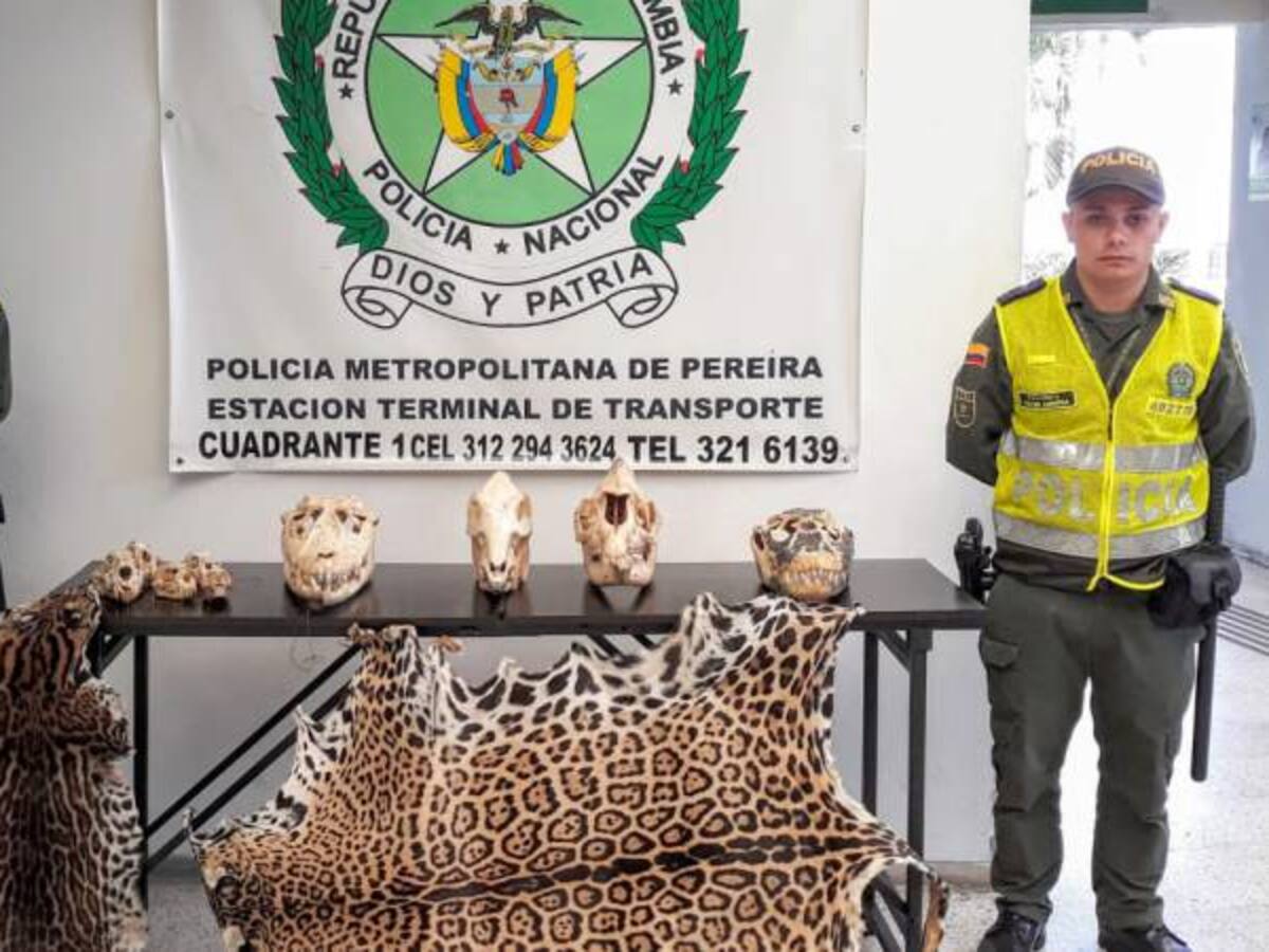Incautan piel y cráneos de animales en vía de extinción