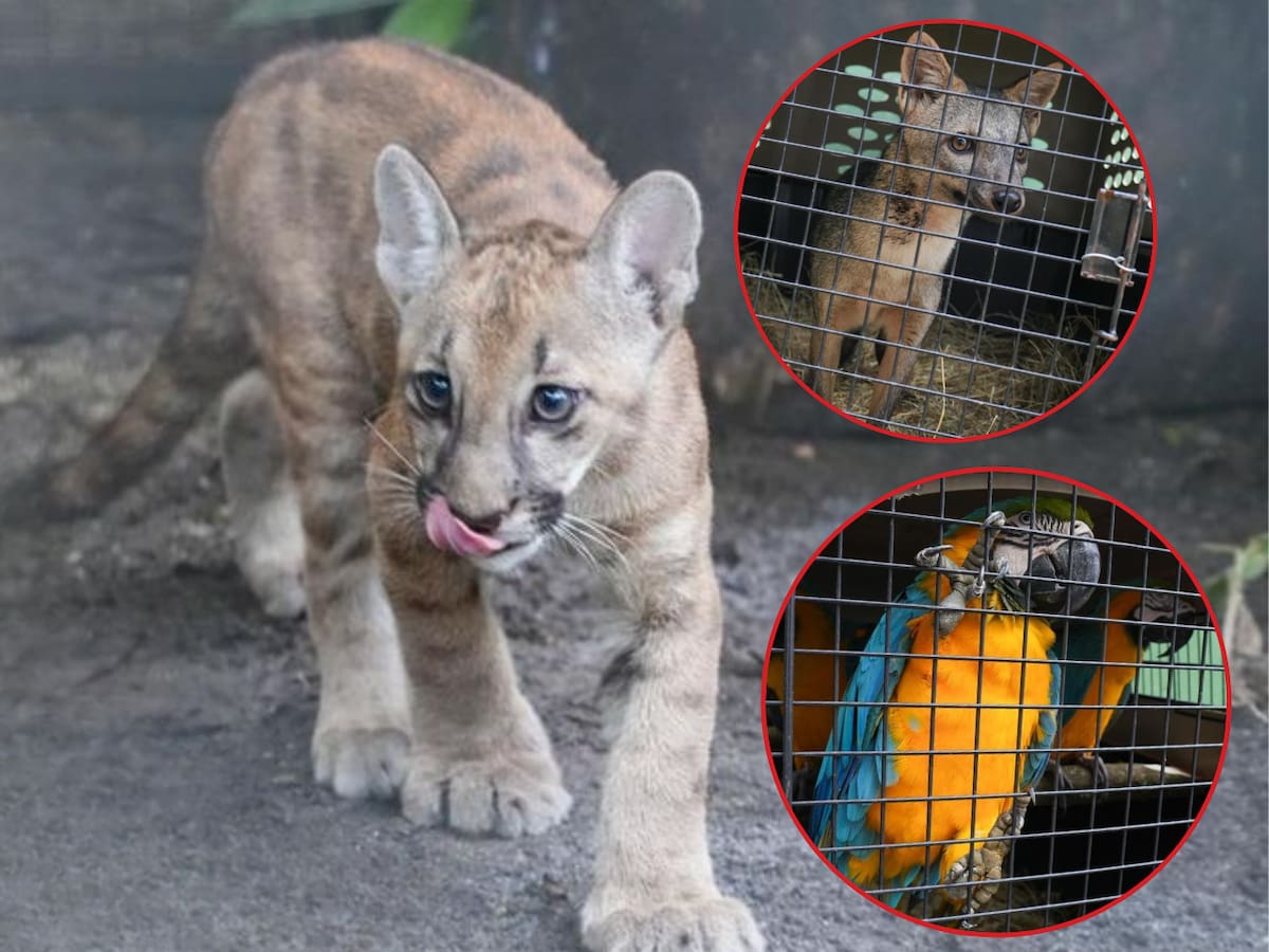 Corantioquia entregó 23 animales silvestres al Parque de la Conservación de Medellín