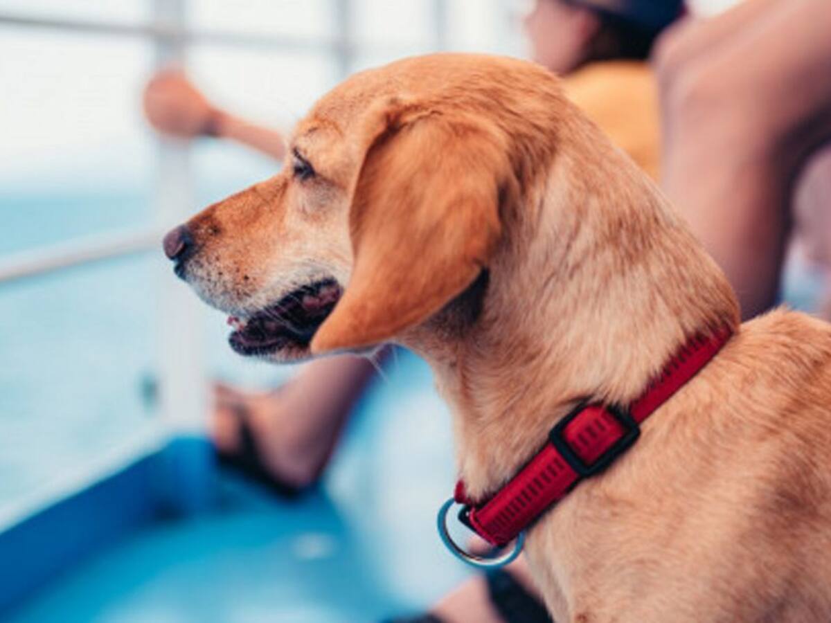 Nuevos requisitos para el ingreso y salida de Colombia de perros y gatos
