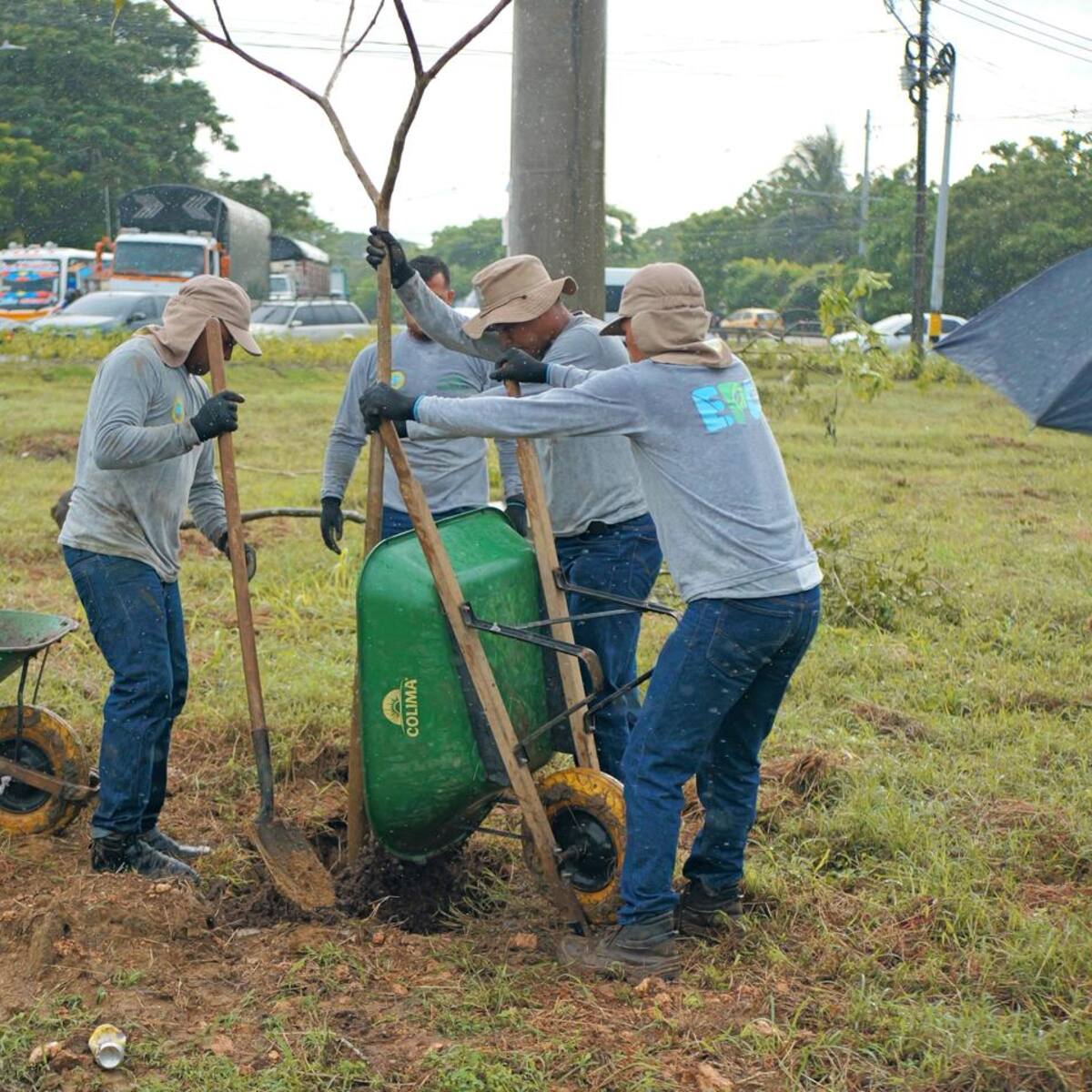 78 Árboles fueron sembrados en la rotonda del barrio El Pozón