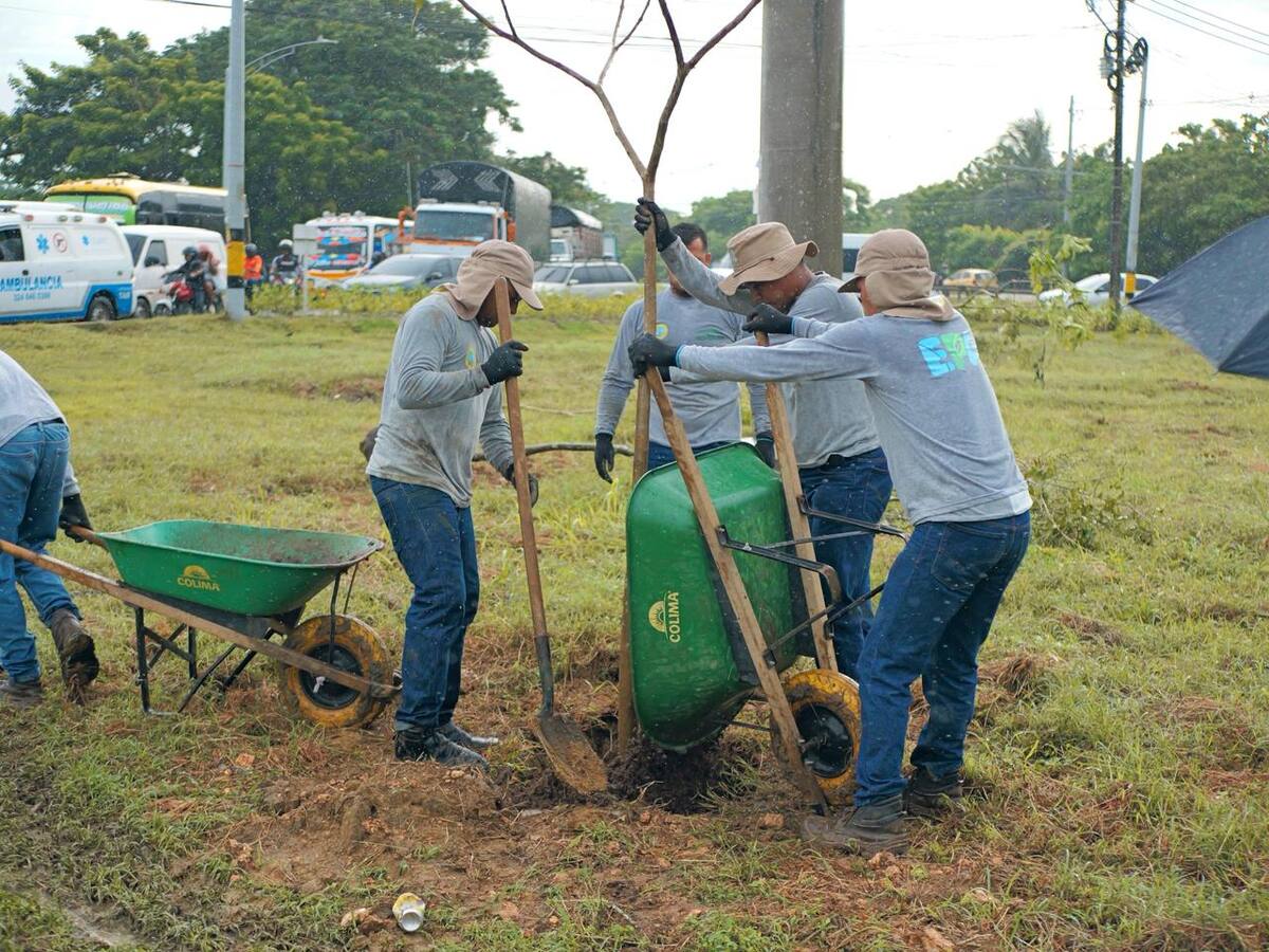 78 Árboles fueron sembrados en la rotonda del barrio El Pozón
