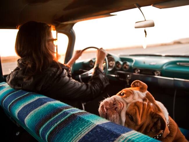 Perro en viaje en automóvil - Getty Images
