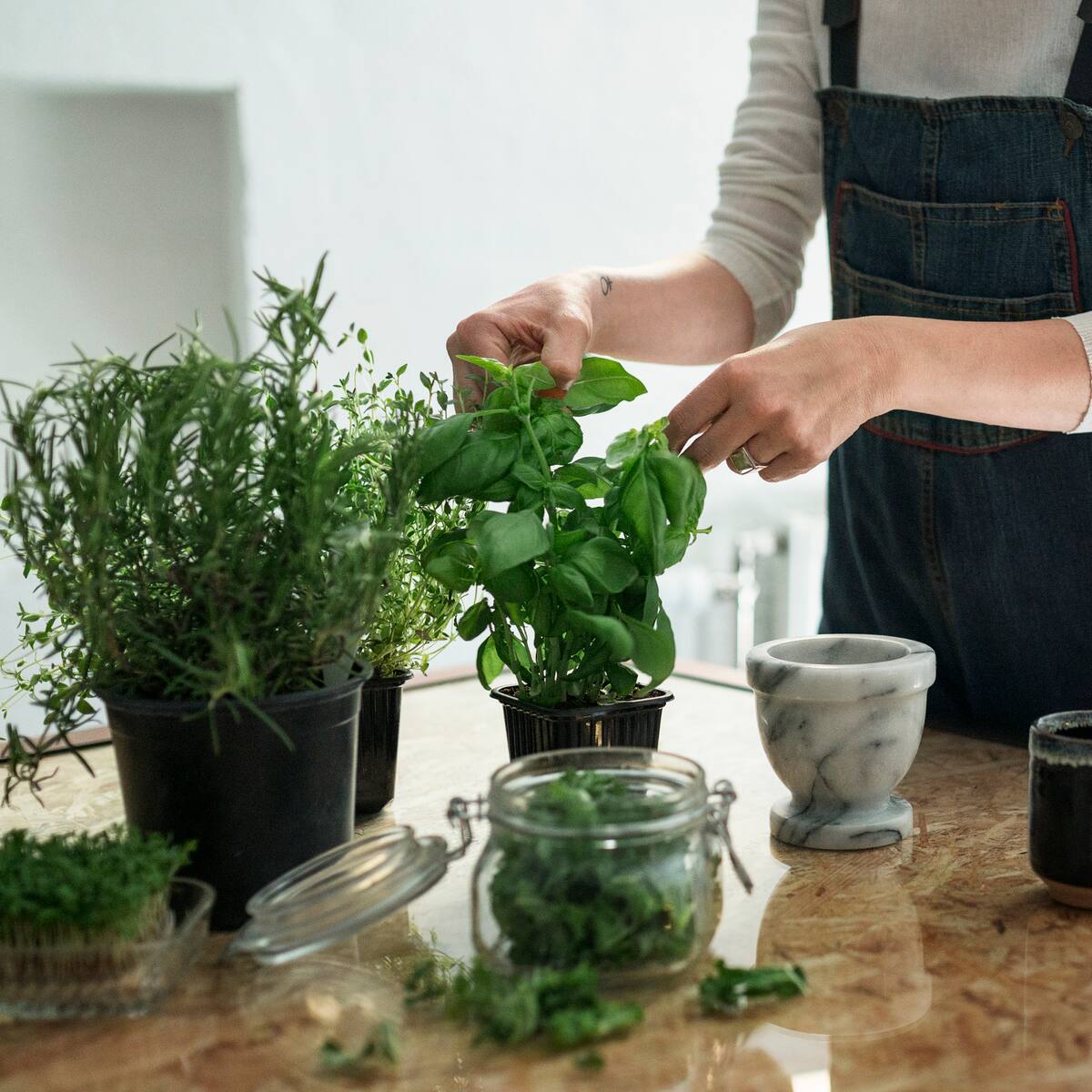 ¿Dónde es mejor ubicar una planta de romero?: Este lugar activa la riqueza en su hogar