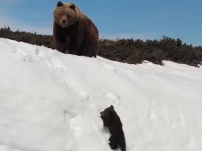 Contra todo pronóstico un pequeño oso logra reunirse con su madre