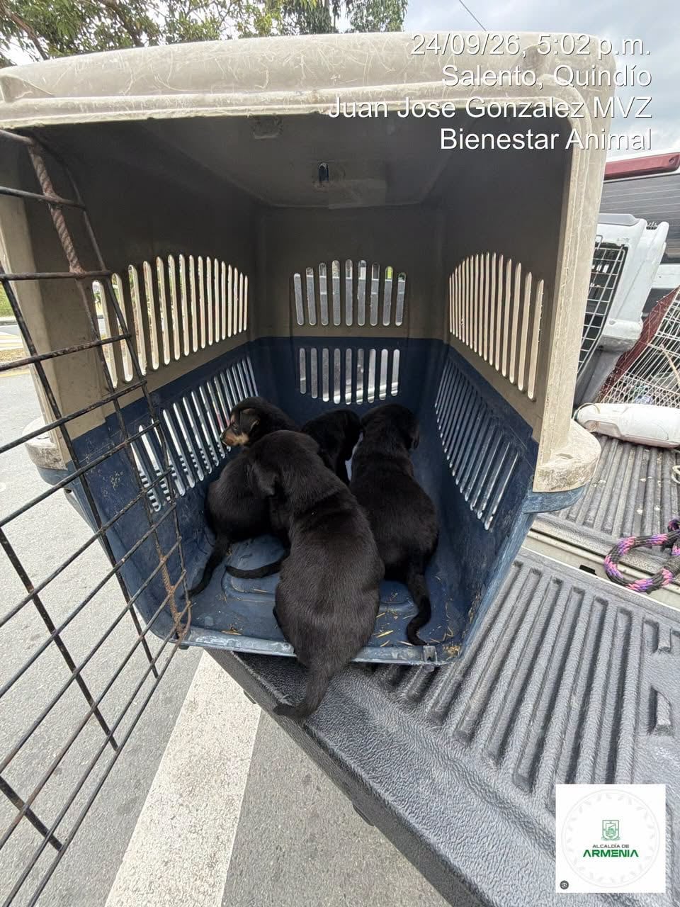 Rescate de cuatro cachorros en Armenia. Foto: Cortesía alcaldía de Armenia
