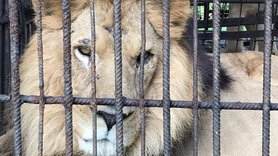 Leones que hacían parte de circo fueron rescatados y serán trasladados a México. Foto: CRA - Corporación Autónoma Regional.