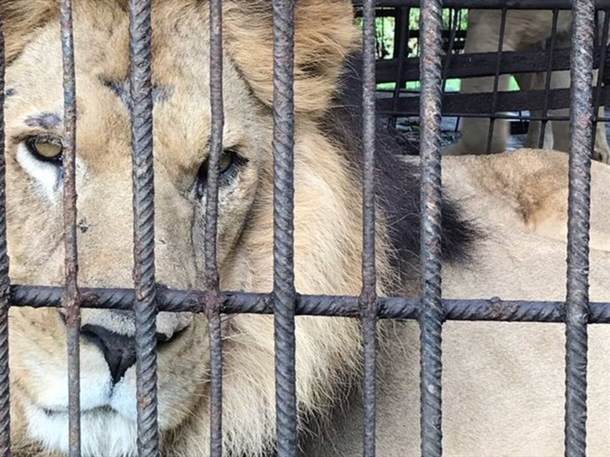Leones que hacían parte de circo fueron rescatados y serán trasladados a México