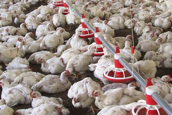 Alerta por  influenza aviar ¿/ Ica.gov.co