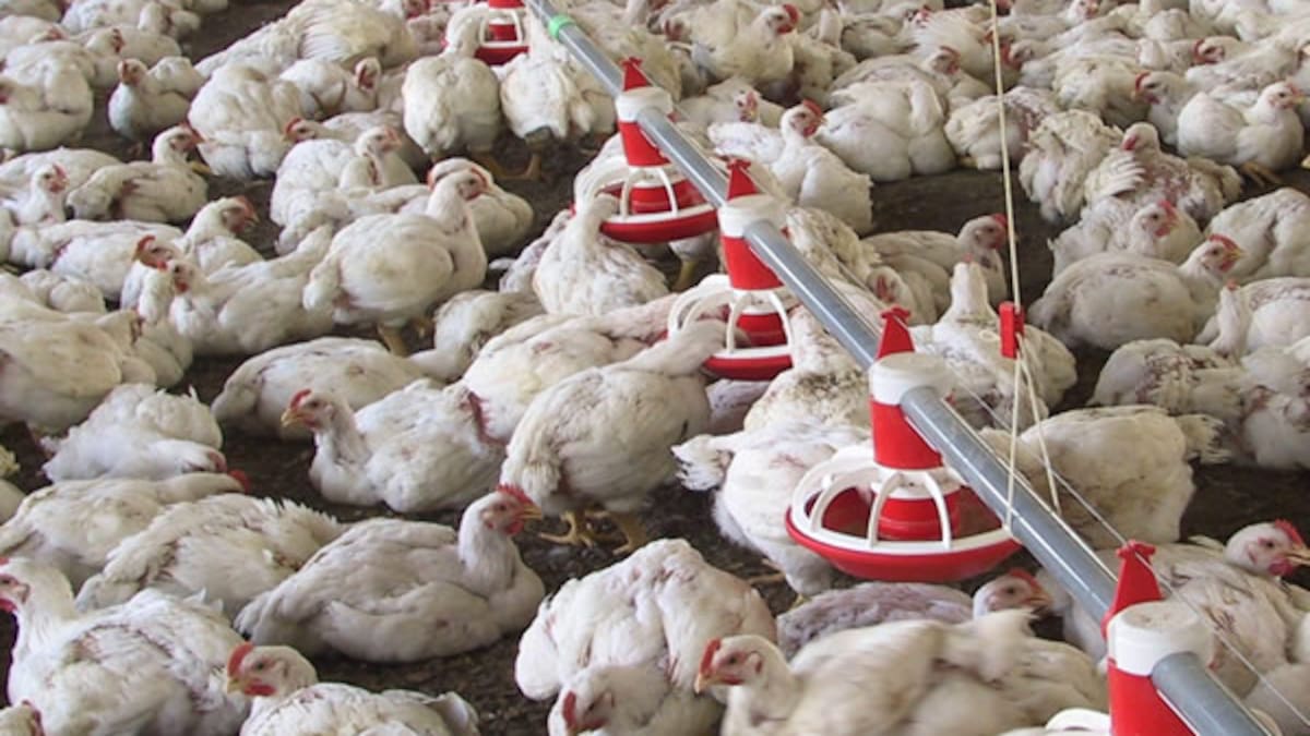 Colombia comenzó a exportar pollo a Japón