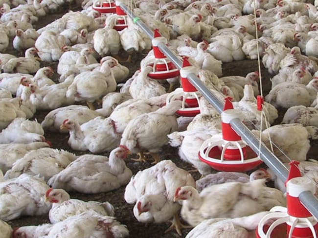 Alerta máxima en el Chocó por la influenza aviar ¿Qué es y cómo controlarla?