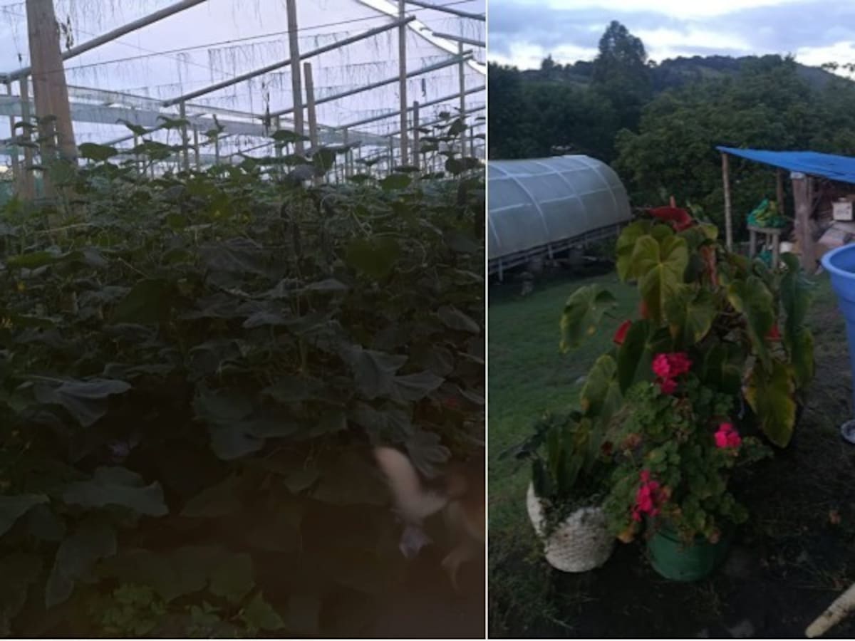 Pimentones de invernadero, un ejemplo de agricultura ecológica