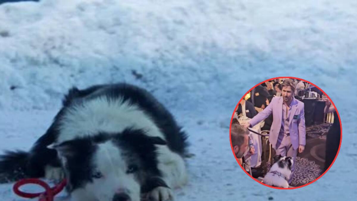 VIDEO: así fue el encuentro de Ryan Gosling con Messi, el perrito de ‘Anatomy of a Fall’