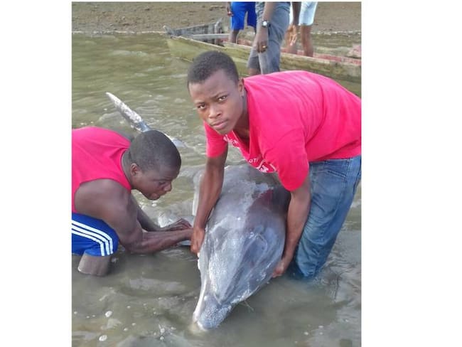 En el Pacífico vallecaucano luchan por salvarle la vida a un agónico delfín
