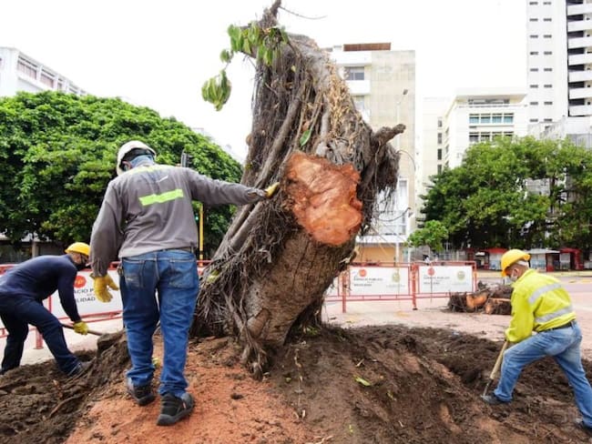 ‘Palito de caucho’ de la Avenida Venezuela será reemplazado por uno nuevo