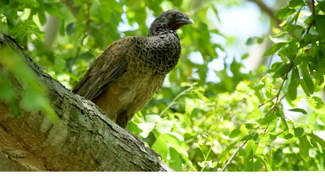 Ave liberada en el Tolima