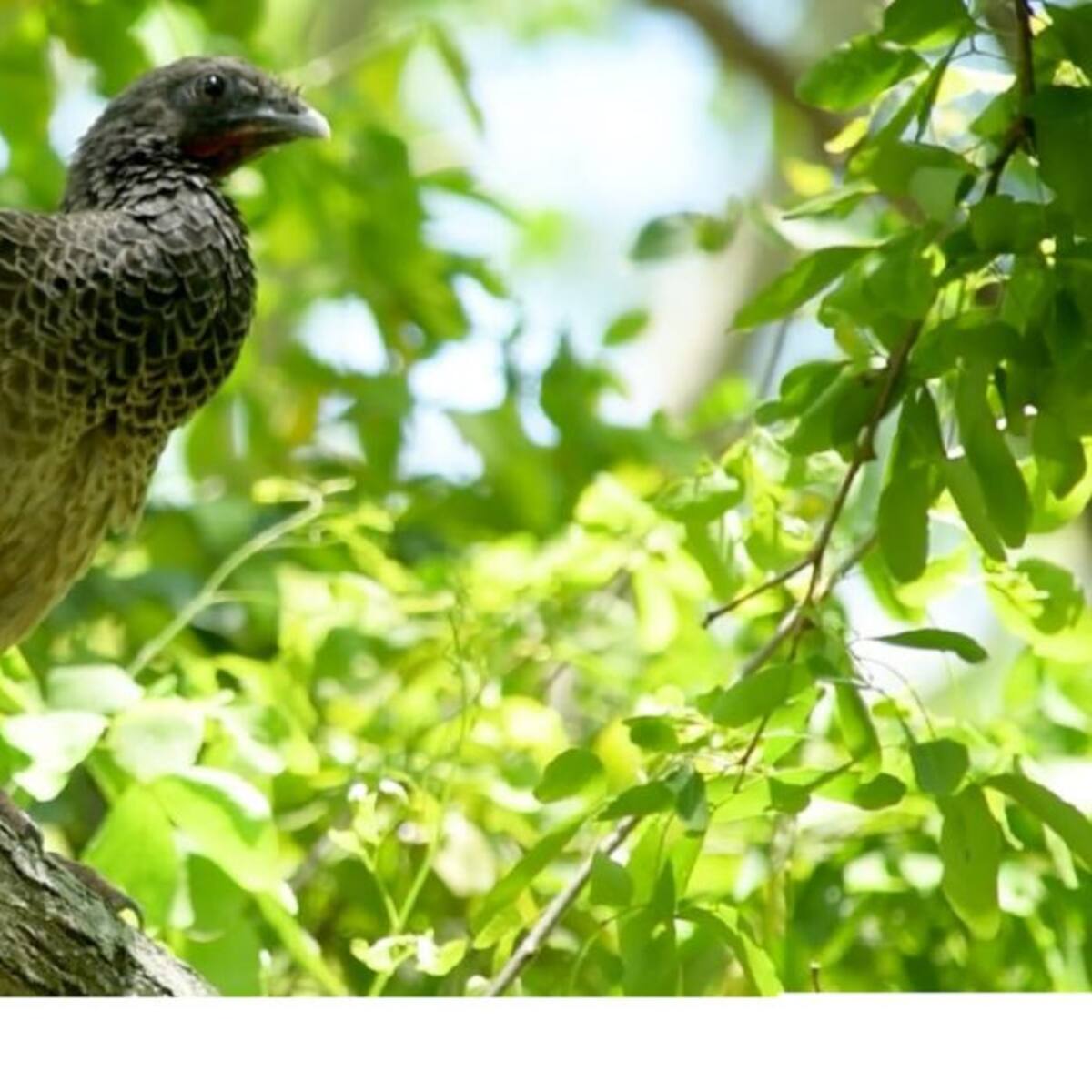 Liberan especies de fauna silvestre en el Tolima
