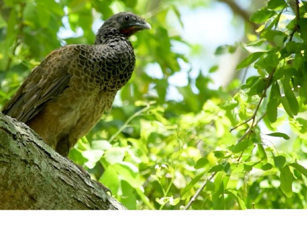 Liberan especies de fauna silvestre en el Tolima