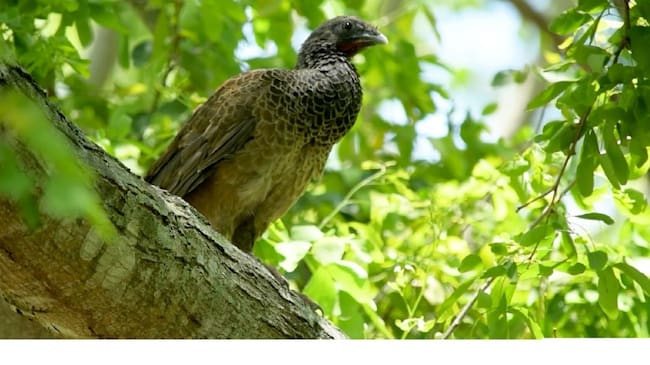 Ave liberada en el Tolima