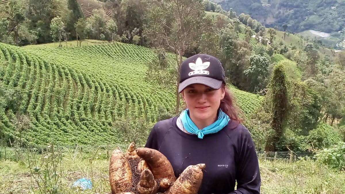 La arracacha, nutritiva pero está muy costosa