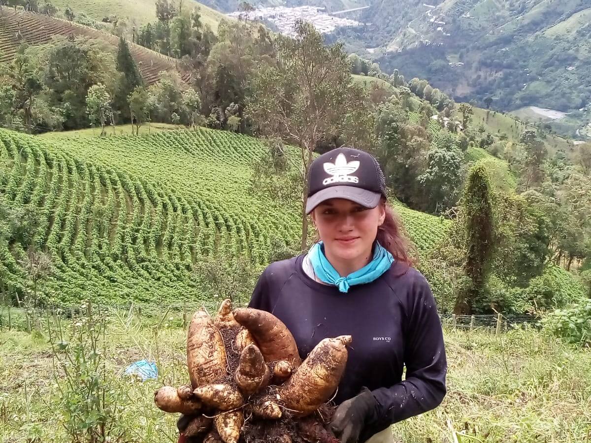 La arracacha, el alimento que más ha subido de precio, busca estabilizar su mercado