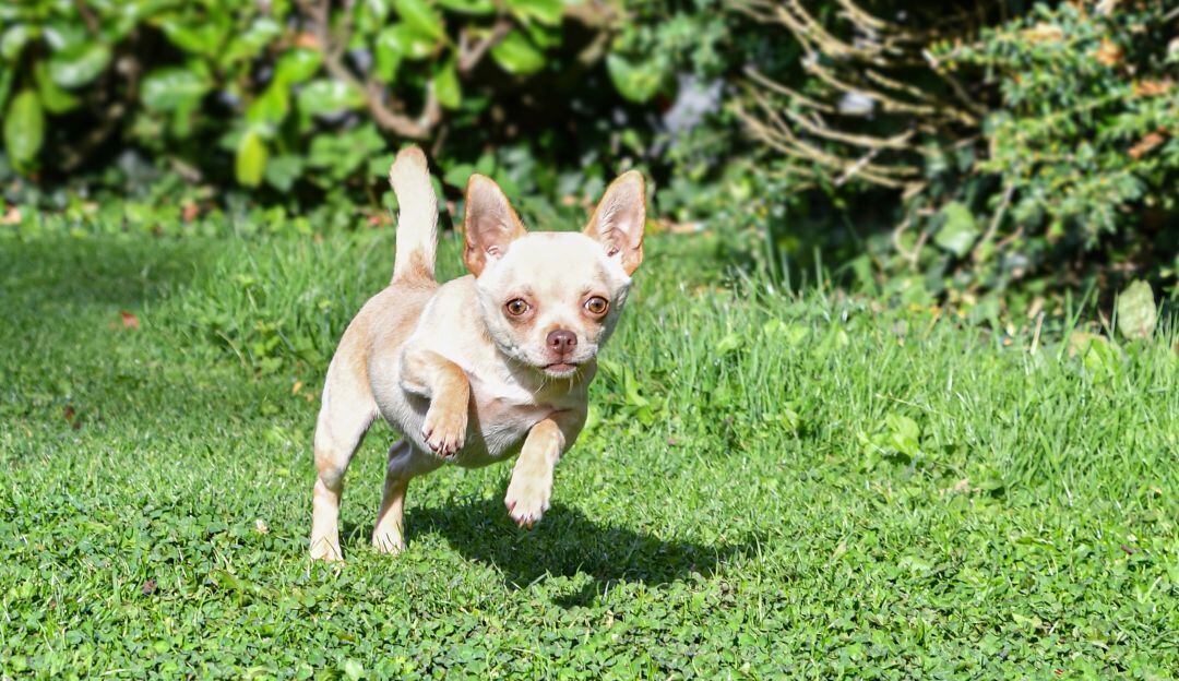 Perro Chihuahua