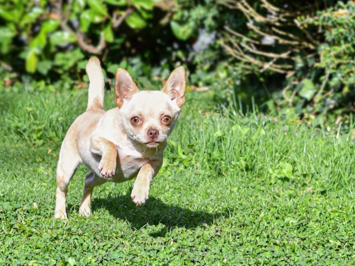 Juzgado definirá destino de perro chihuahua por ser "un peligro"