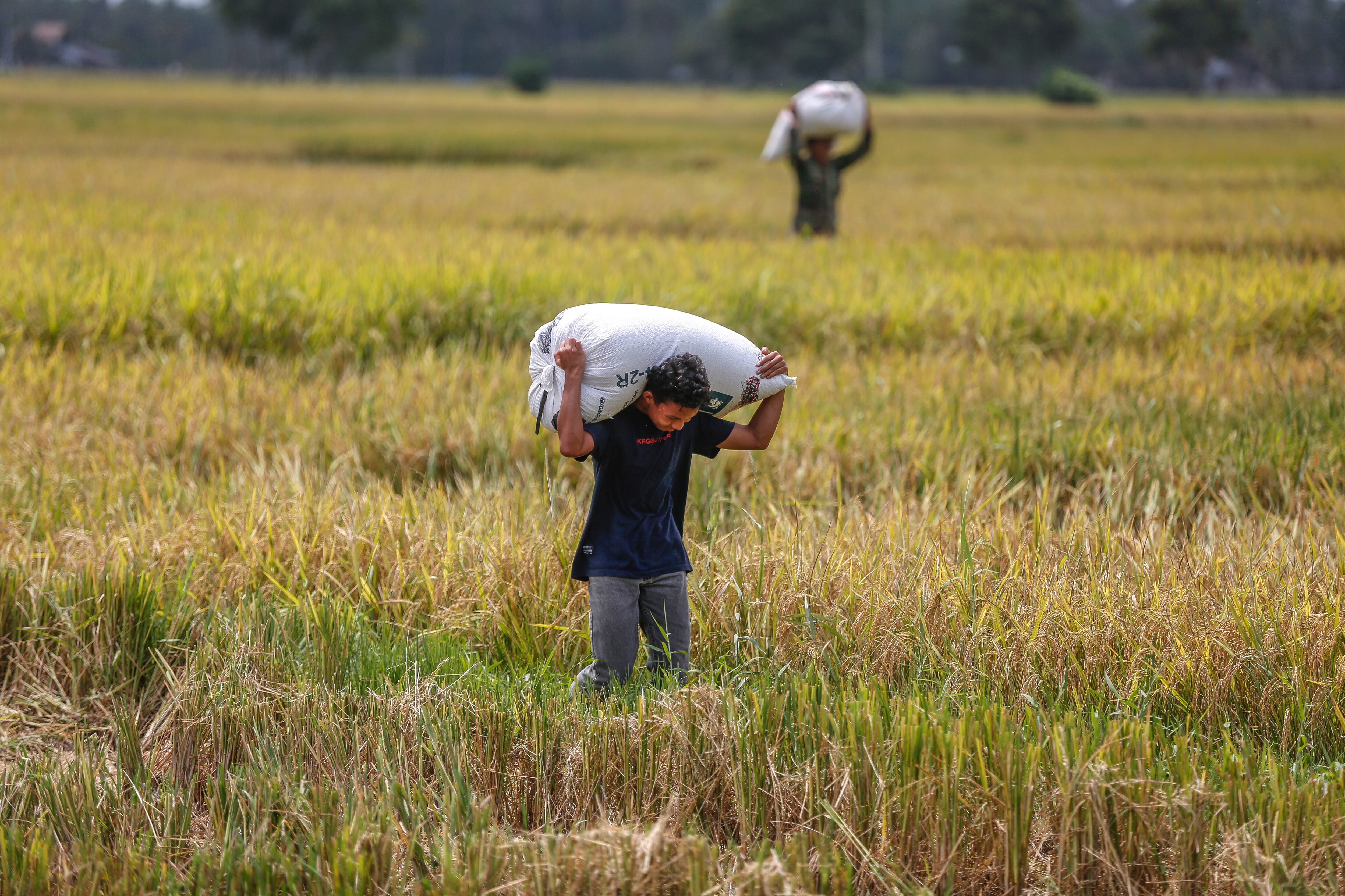 Indrapuri (Indonesia), 10/10/2023.- Agricultores llevan sacos de arroz en un campo en Indrapuri, Aceh, Indonesia, este martes. Según el Ministerio de Agricultura de Indonesia el país tiene previsto aumentar las importaciones de arroz en un 1,5 millones de toneladas para finales de 2023 para aumentar las reservas de arroz. EFE/HOTLI SIMANJUNTAK