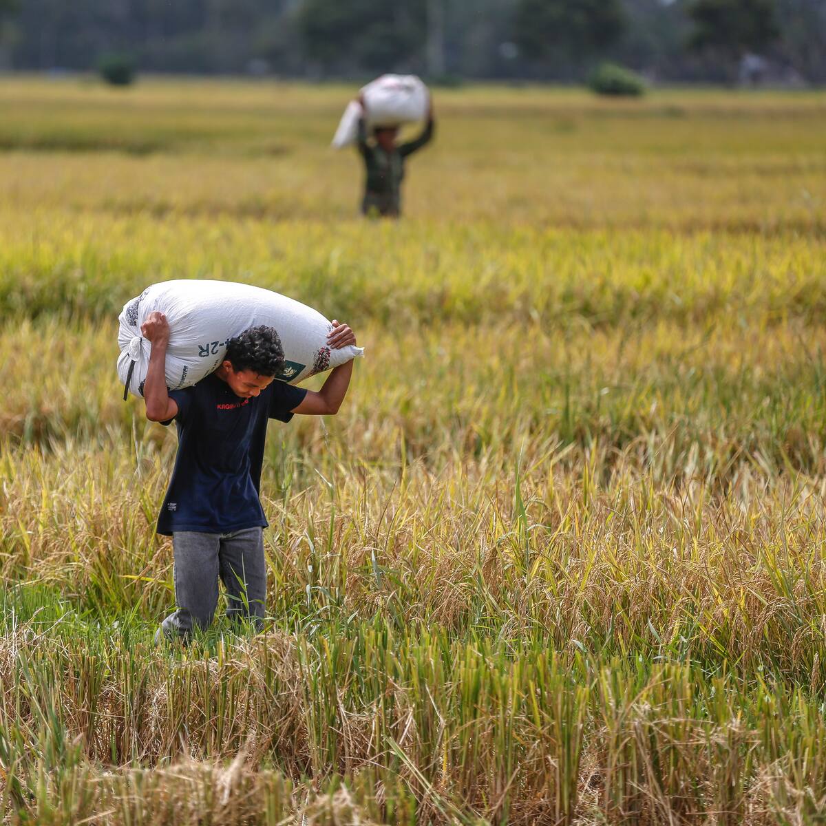 Arroceros del país comenzaron un paro debido a los bajos precios de compra de la actual cosecha