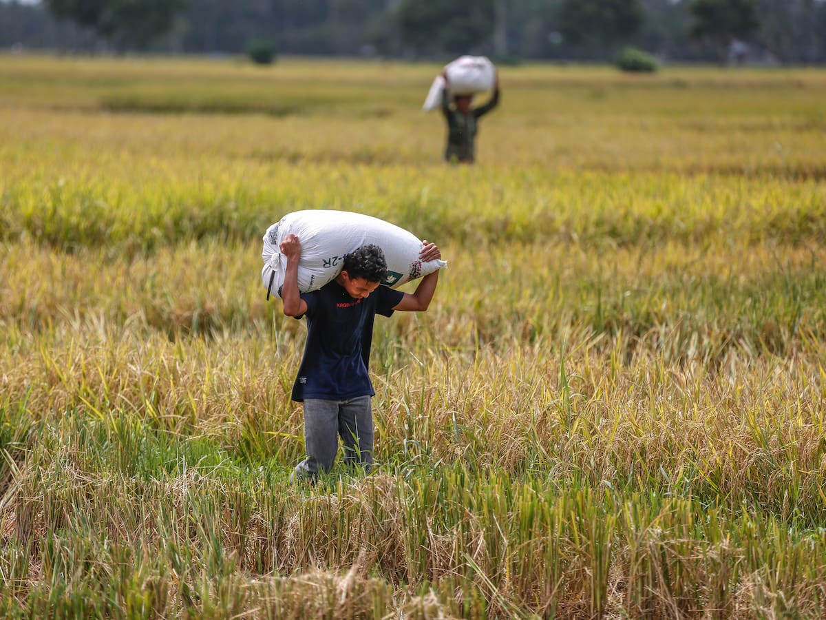 Arroceros del país comenzaron un paro debido a los bajos precios de compra de la actual cosecha