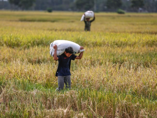 Indrapuri (Indonesia), 10/10/2023.- Agricultores llevan sacos de arroz en un campo en Indrapuri, Aceh, Indonesia, este martes. Según el Ministerio de Agricultura de Indonesia el país tiene previsto aumentar las importaciones de arroz en un 1,5 millones de toneladas para finales de 2023 para aumentar las reservas de arroz. EFE/HOTLI SIMANJUNTAK