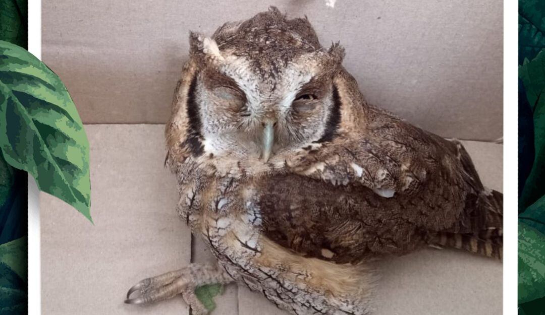 Un currucutú, animal recuperado por un conductor en la vereda El Guamo de Filadelfia.