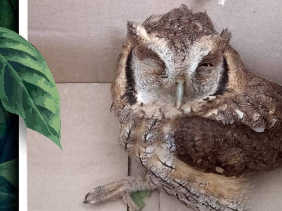 1.850 ejemplares de fauna silvestre recibieron en los Centros de Atención