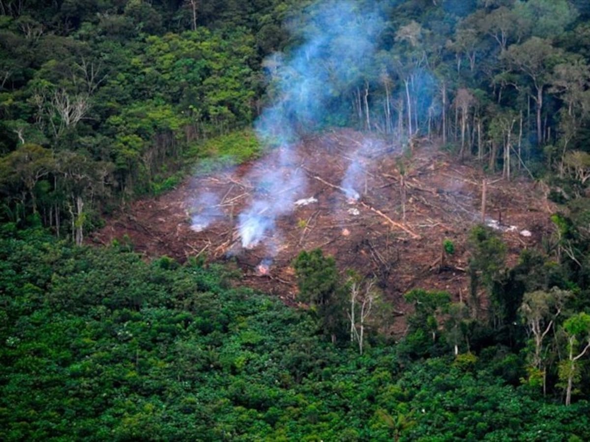 Padre e hijo lideraban red criminal que deforestaba la Serranía Las Quinchas, Boyacá