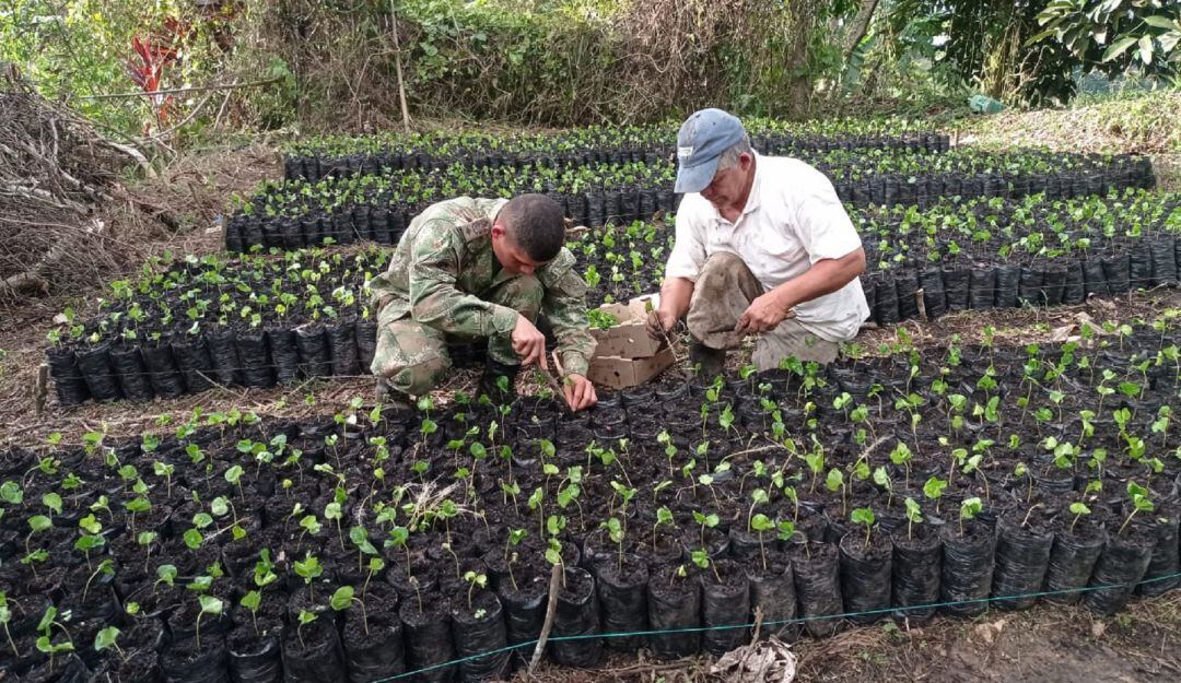 Siembra de matas de café en el Tolima