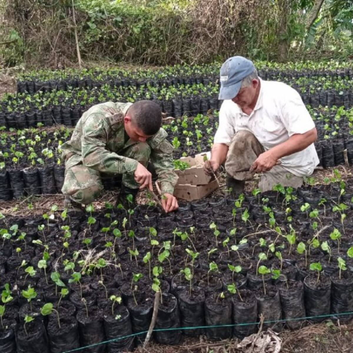 Ejército brinda apoyo en zonas cafeteras del Tolima