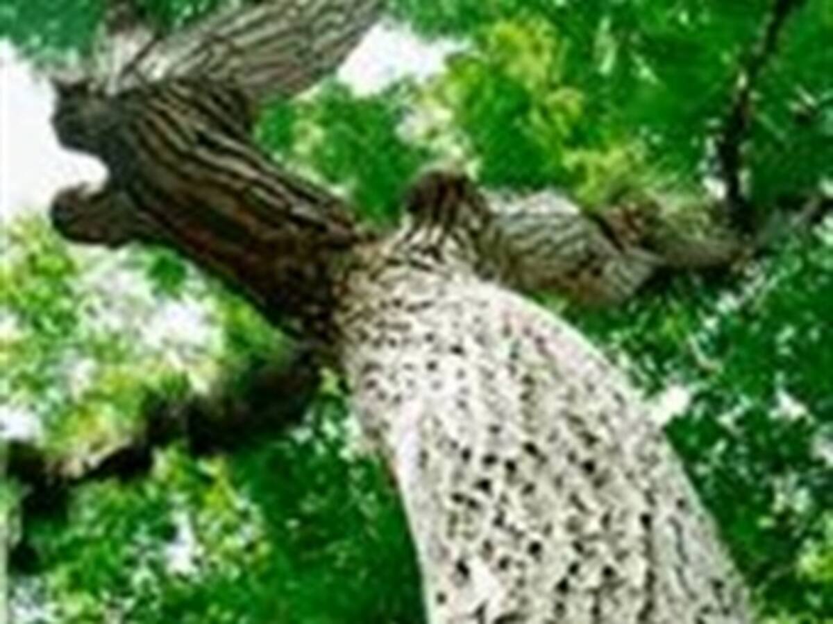 Un nuevo derrame de petróleo se registra en río de la selva peruana