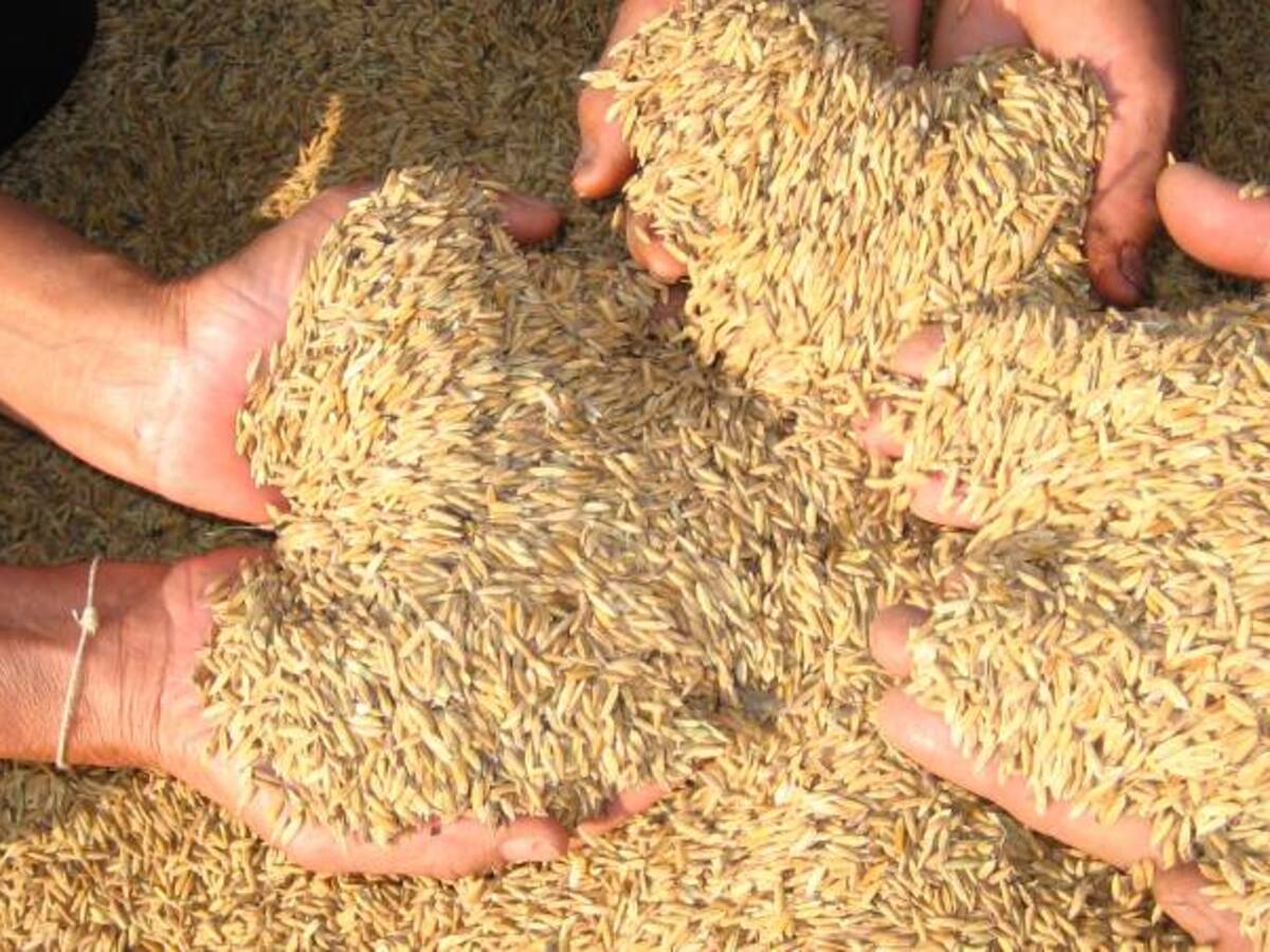 "Disminución de áreas de siembra no aplica para el Tolima": Fedearroz