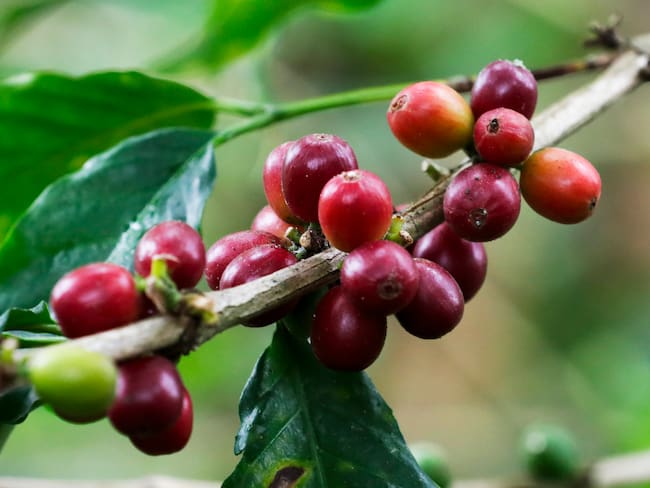 Cultivos de café. EFE/ Carlos Ortega
