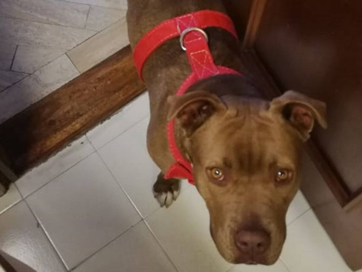 Nala