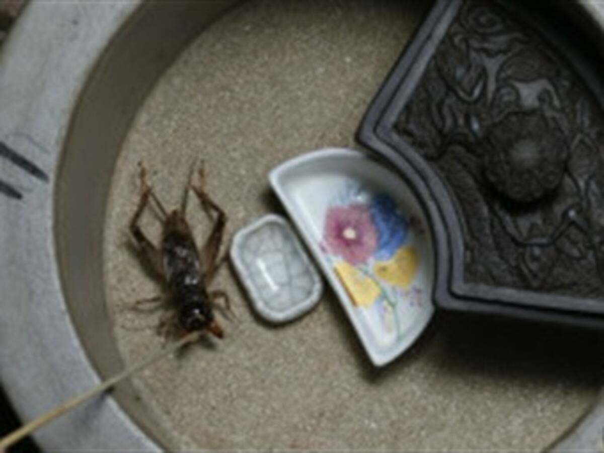 En China la pasión por la lucha de grillos