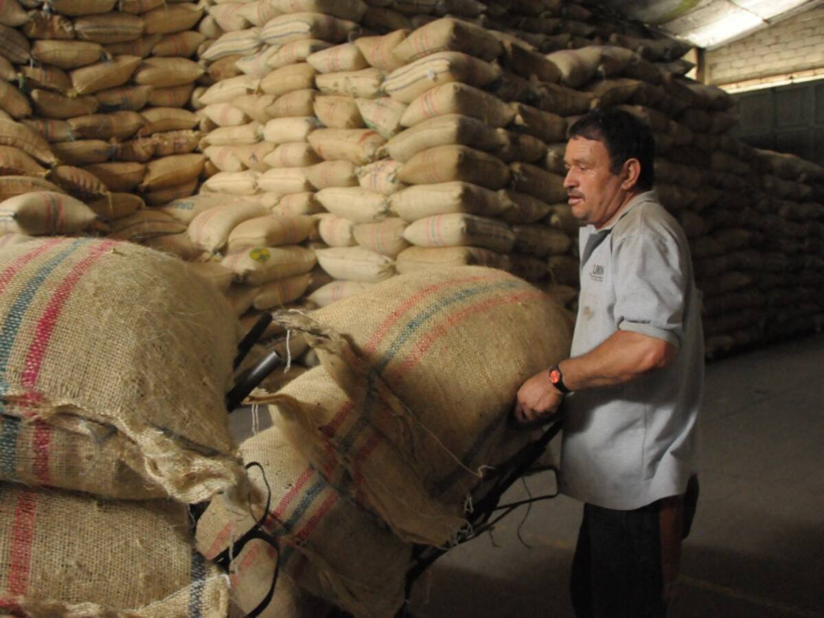 Cafeteros en Norte de Santander reportan buen precio del grano