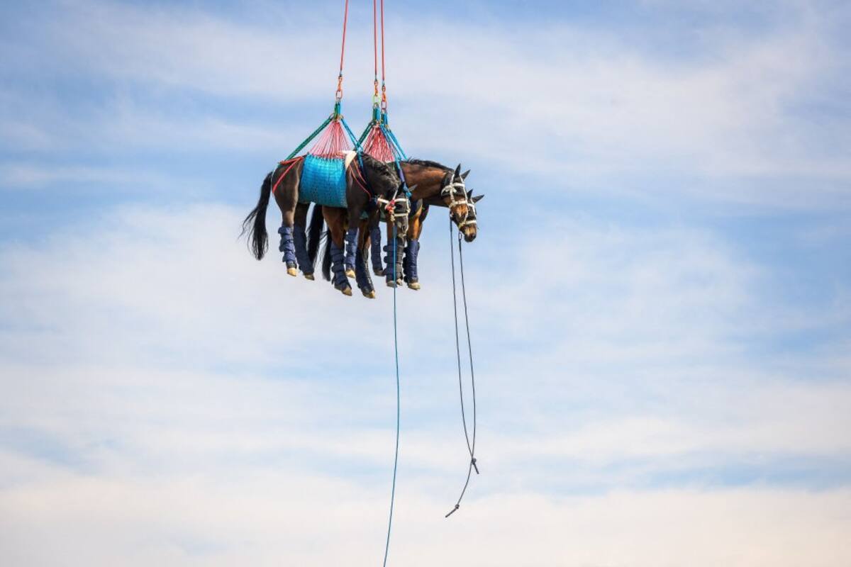 La postal muestra a un caballo transportado por aire durante una prueba de las fuerzas del ejército suizo con un helicóptero. El proyecto científico, llevado a cabo por la facultad de veterinaria de Vetsuisse y el servicio veterinario del ejército suizo, tiene como objetivo transportar y evacuar rápidamente los caballos heridos a una infraestructura médico veterinaria.