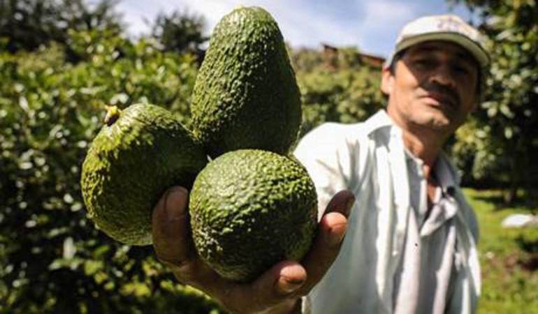 Aguacate hass que se produce en Colombia