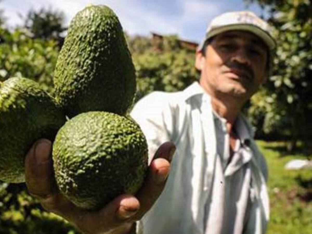 "La carne bovina, porcina y el aguacate hass de Colombia, llegarán a Asia"