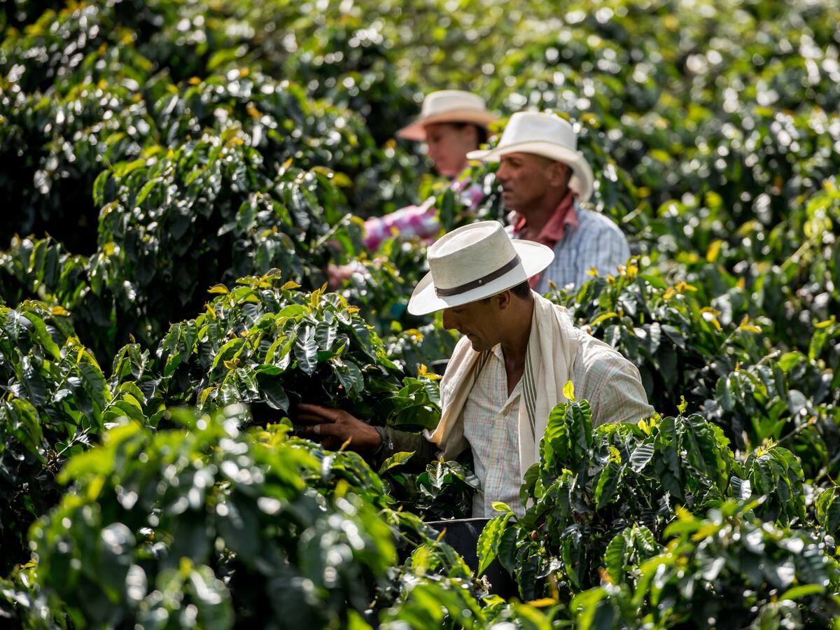 Seguridad territorial: un llamado urgente para transformar el campo colombiano