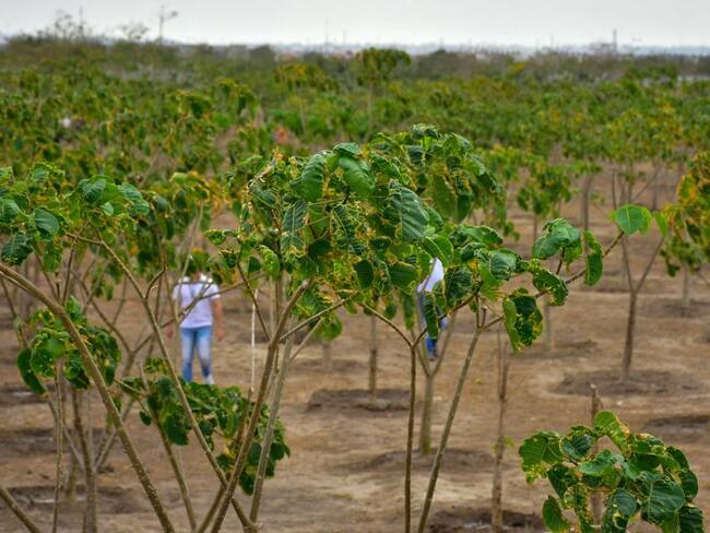 Barranquilla ya tiene su quinto bosque urbano