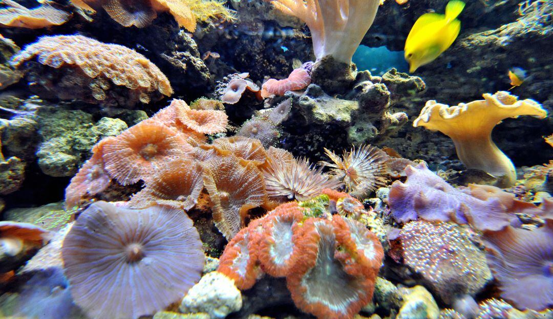 Pantone reveló el color del año 2019