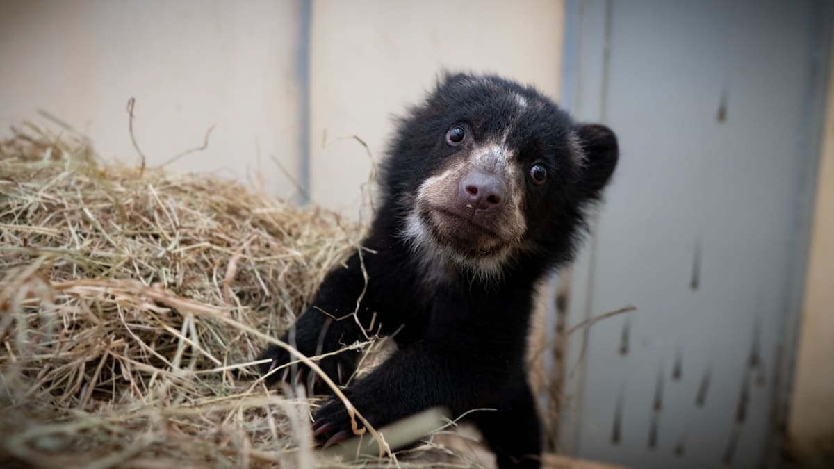 Conozca a Fura, el oso de anteojos que llegó al Bioparque Ukumarí de Pereira